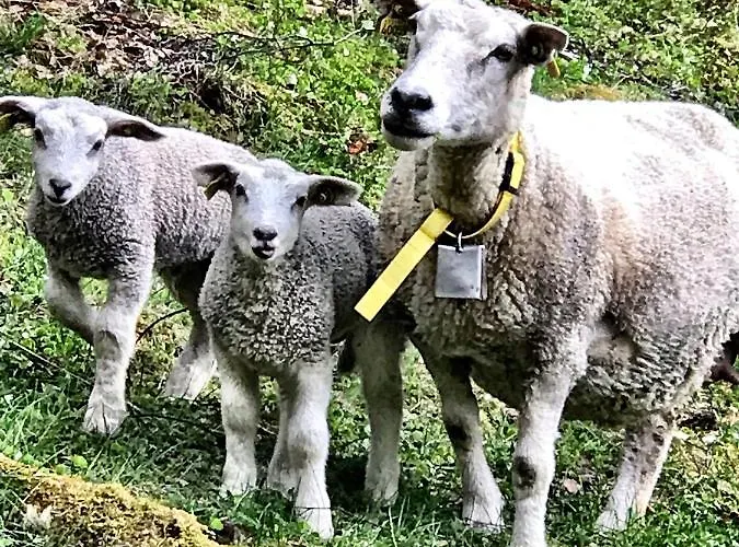 Gjorven * Flåm