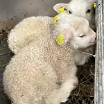別荘 ギョールヴェン ヒュッター フロム