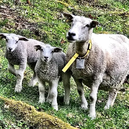 Gjorven * Flåm